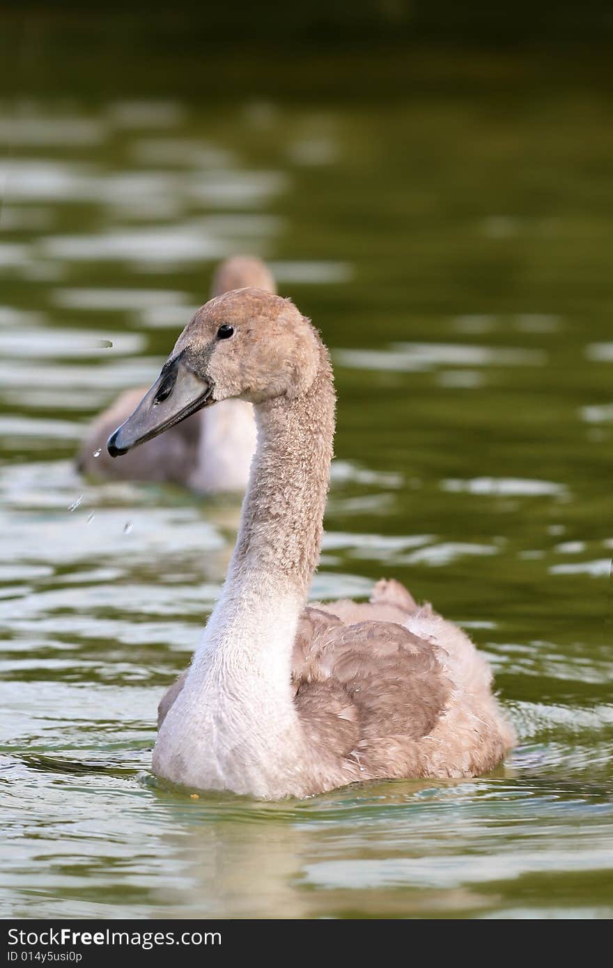 Photographers of dumb swans on Polish lakes. Photographers of dumb swans on Polish lakes