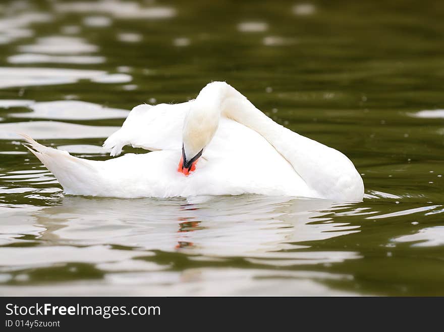 Photographers of dumb swans on Polish lakes