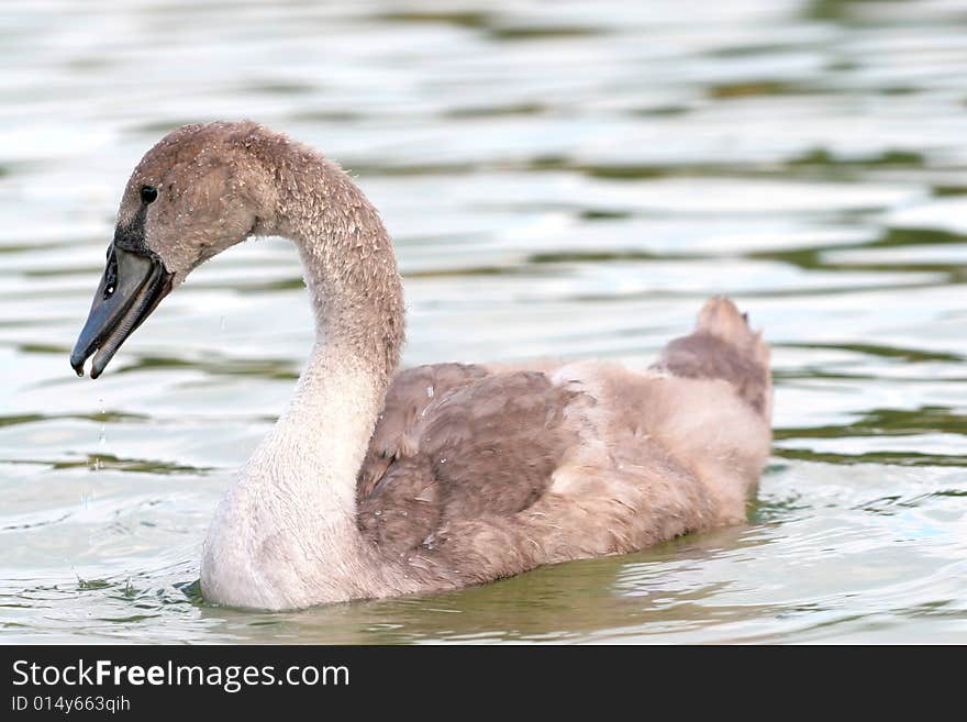 Photographers of dumb swans on Polish lakes. Photographers of dumb swans on Polish lakes