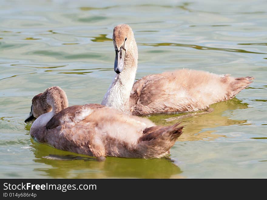 Photographers of dumb swans on Polish lakes. Photographers of dumb swans on Polish lakes