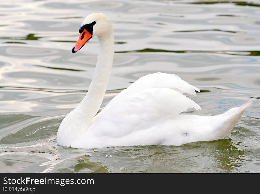 Photographers of dumb swans on Polish lakes. Photographers of dumb swans on Polish lakes