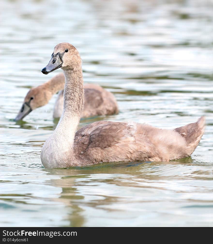 Photographers of dumb swans on Polish lakes. Photographers of dumb swans on Polish lakes