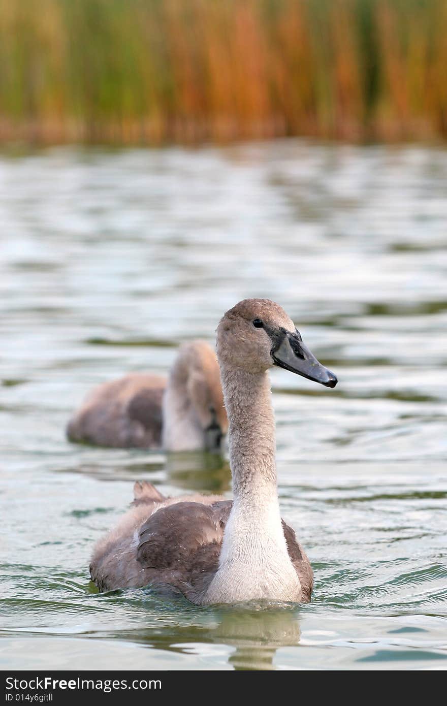 Photographers of dumb swans on Polish lakes. Photographers of dumb swans on Polish lakes