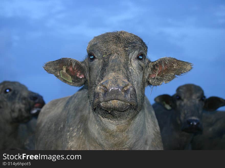 A close up of a Buffalo