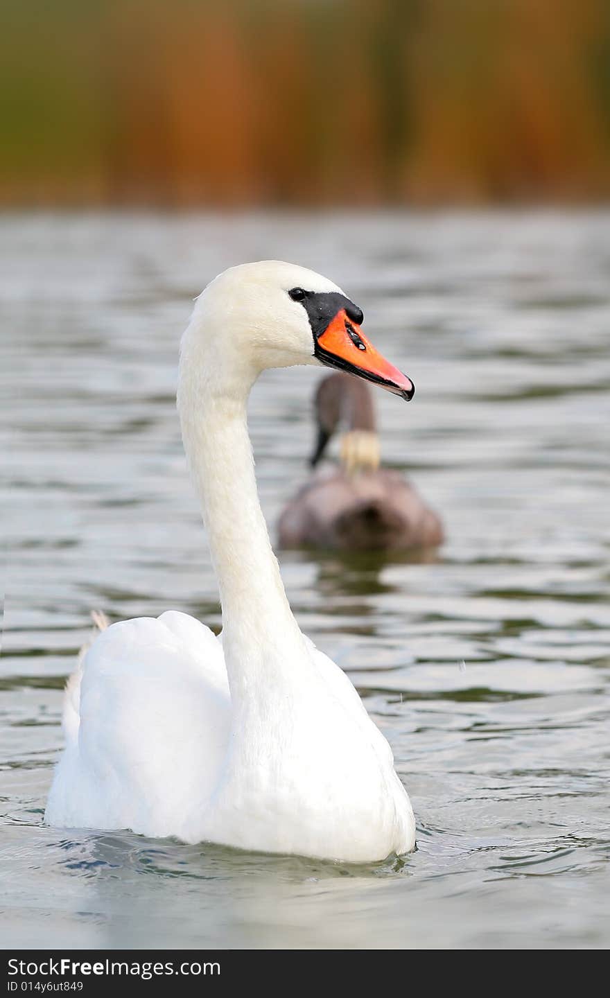 Photographers of dumb swans on Polish lakes. Photographers of dumb swans on Polish lakes