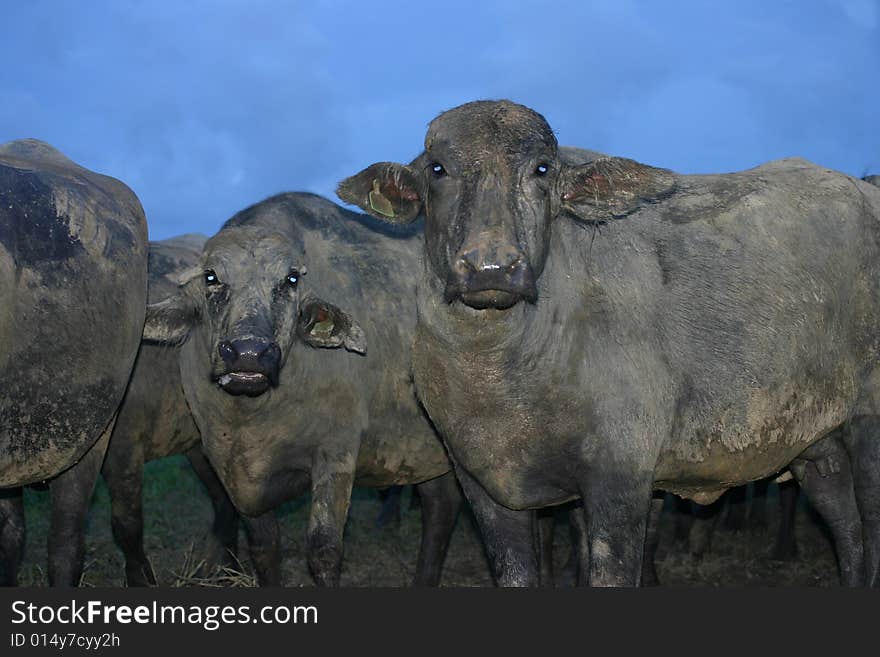 A close up of a Buffalo