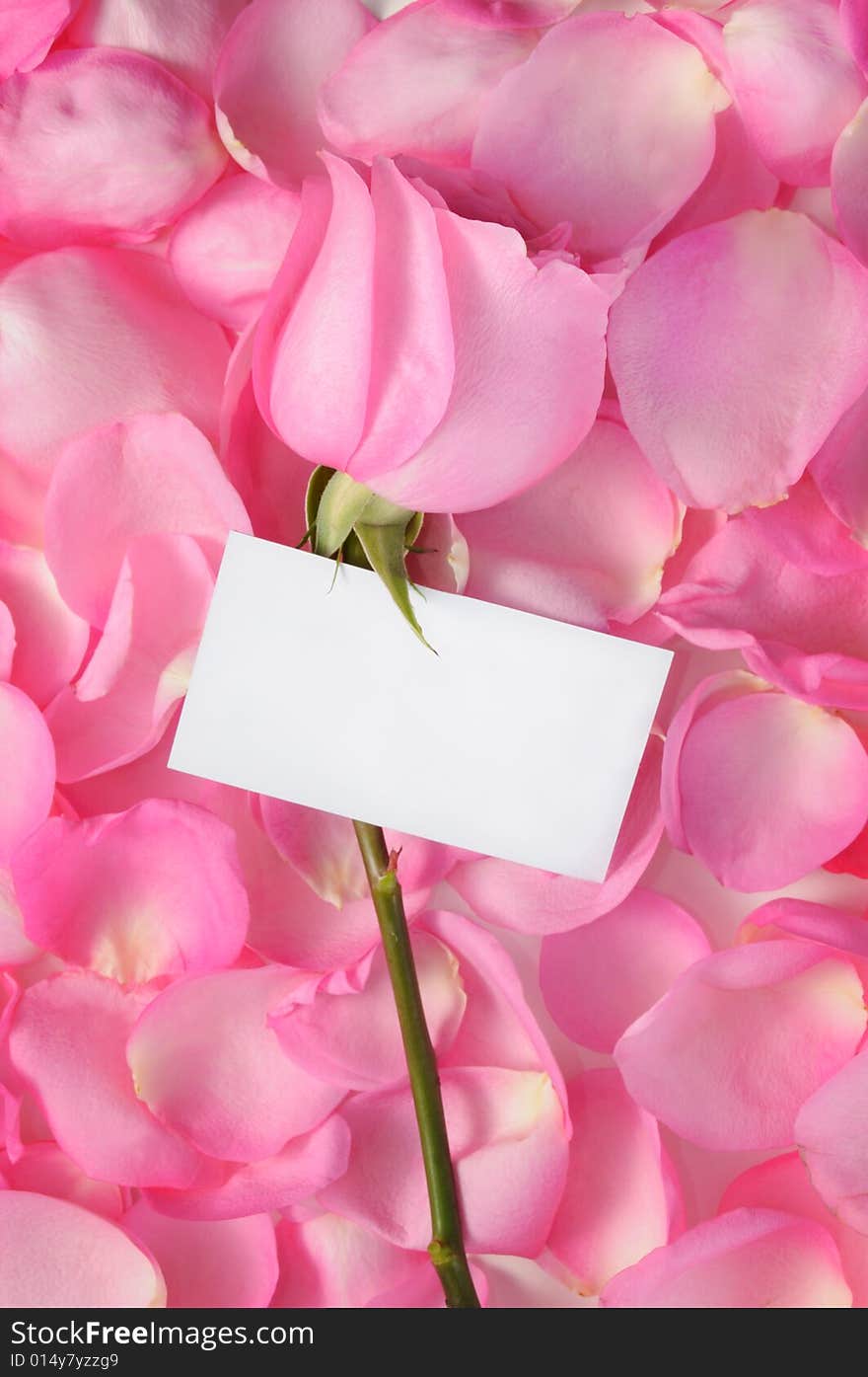 Romantic background with rose, petals and empty white tag. Romantic background with rose, petals and empty white tag