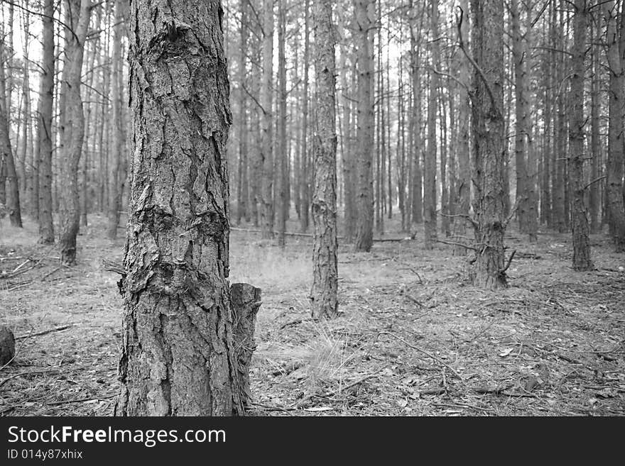 Monochromatic and sad wood in Poland. Monochromatic and sad wood in Poland