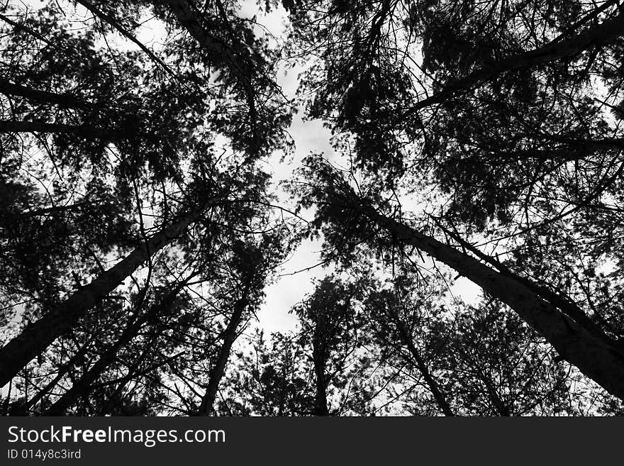 Monochromatic and sad wood in Poland. Monochromatic and sad wood in Poland