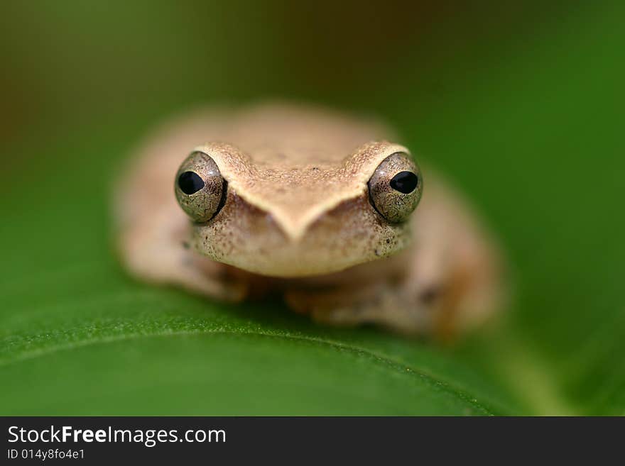 A frog lays on a leaf. A frog lays on a leaf