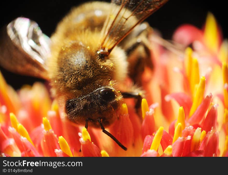 Detail of hooeybee macro perching on a flower