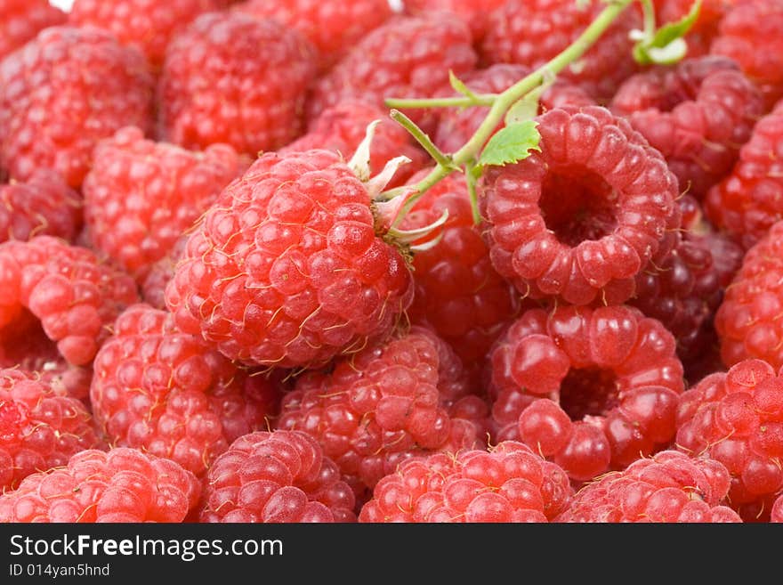 Fresh Raspberry