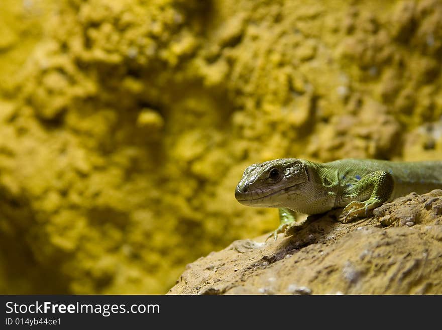 Lizard head