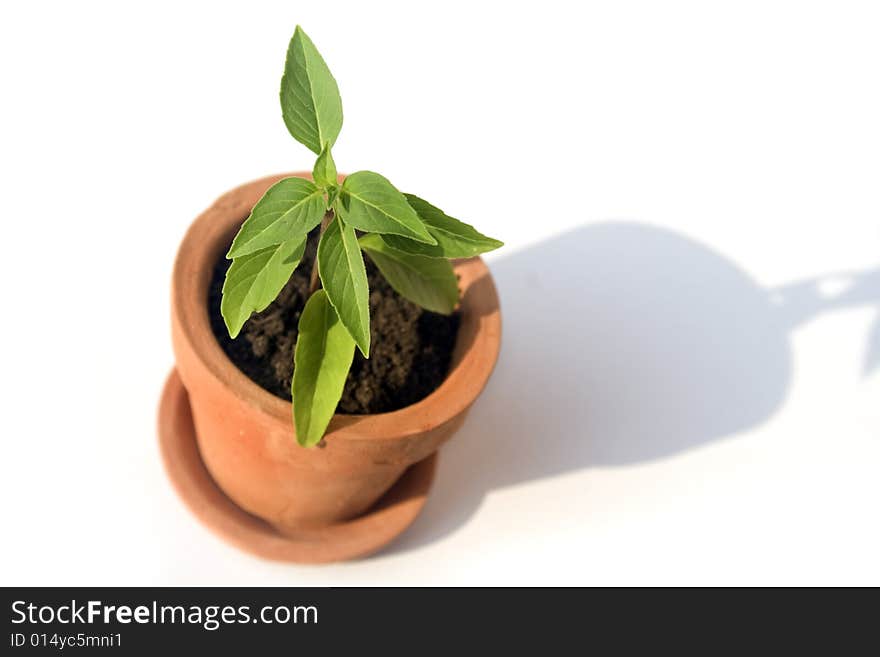 Small clay pot with herb. Small clay pot with herb