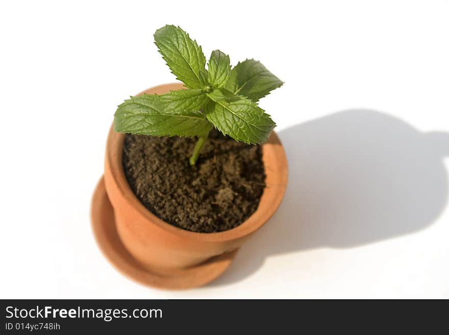 Small clay pot with herb. Small clay pot with herb