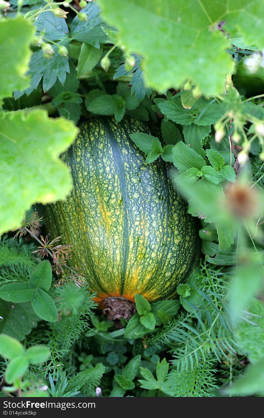 A pumpkin in a pumpkin patch. A pumpkin in a pumpkin patch