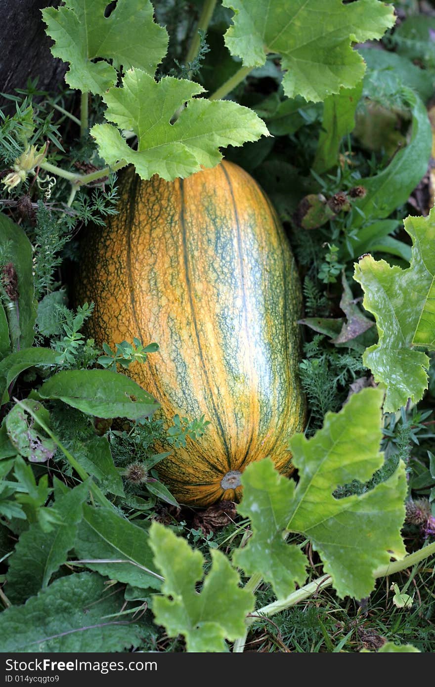 A pumpkin in a pumpkin patch. A pumpkin in a pumpkin patch