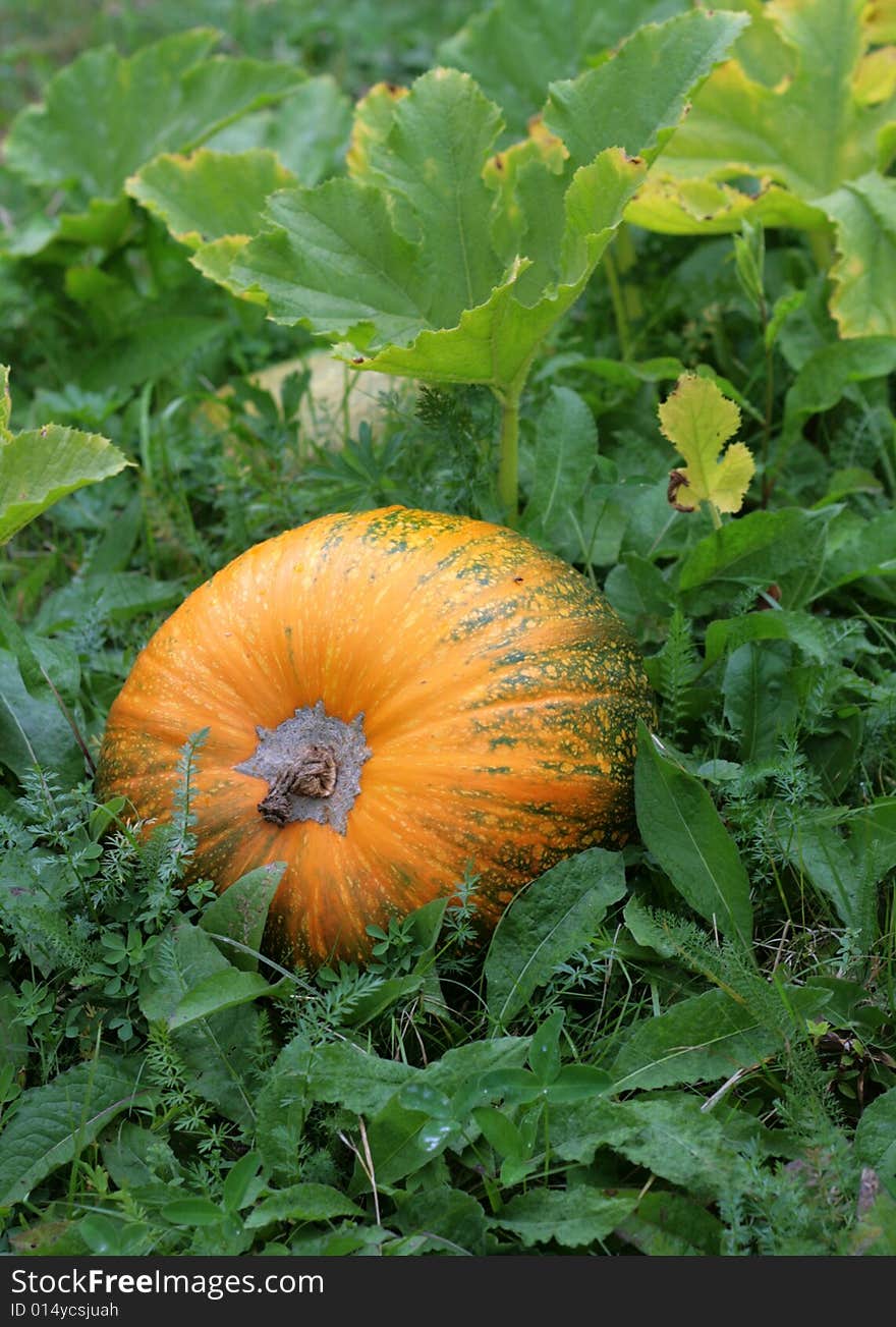 A pumpkin in a pumpkin patch