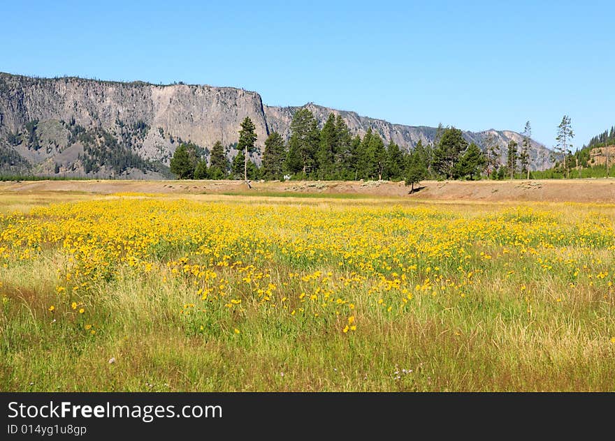 The scenery in the Yellowstone National Park