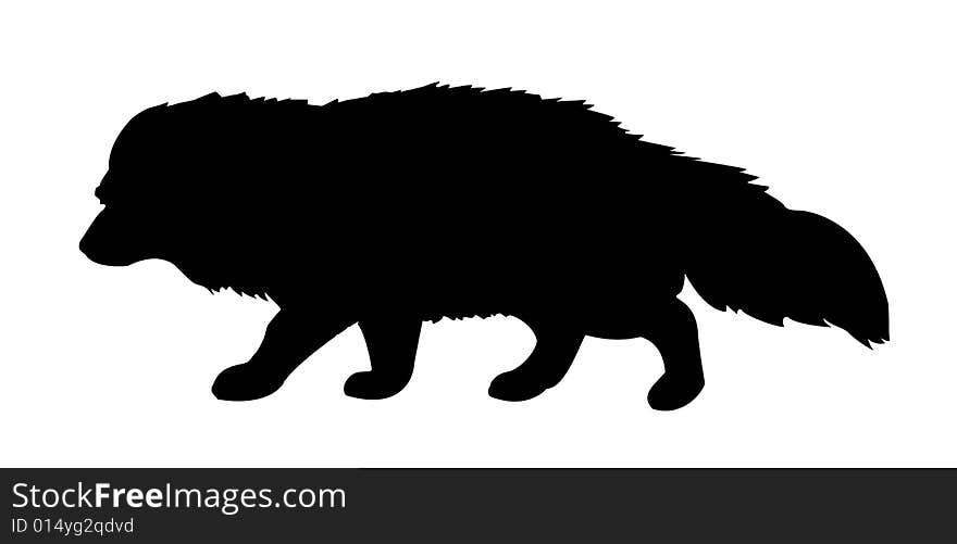 Silhouette polar fox on white background