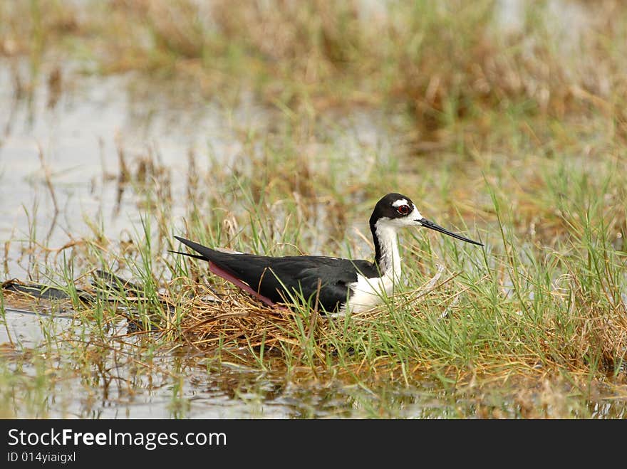 A black-necked stilt sits on her nest near the waters edge. A black-necked stilt sits on her nest near the waters edge.