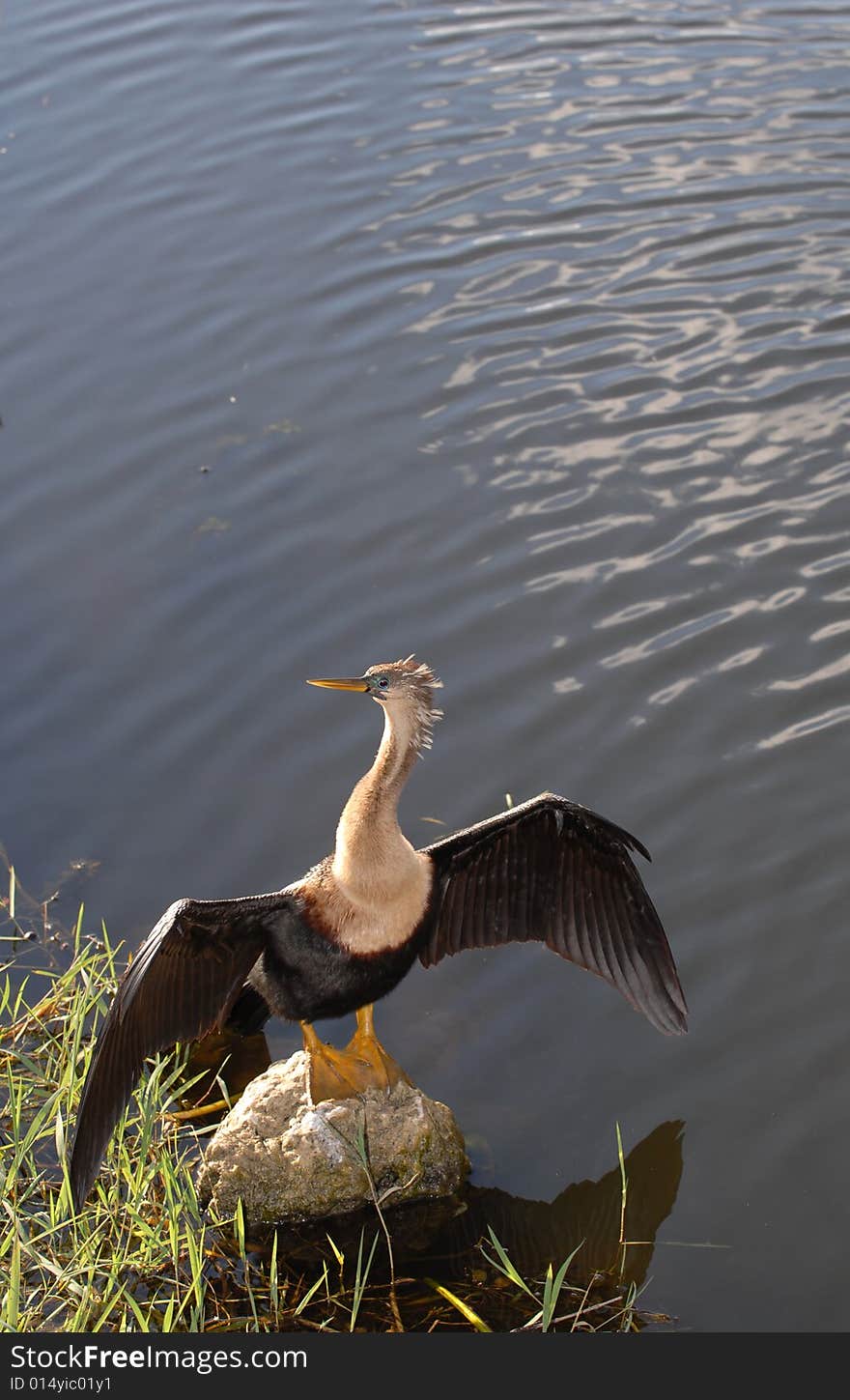 An anhinga bird stands on a rock with wings spread to dry in the sun.