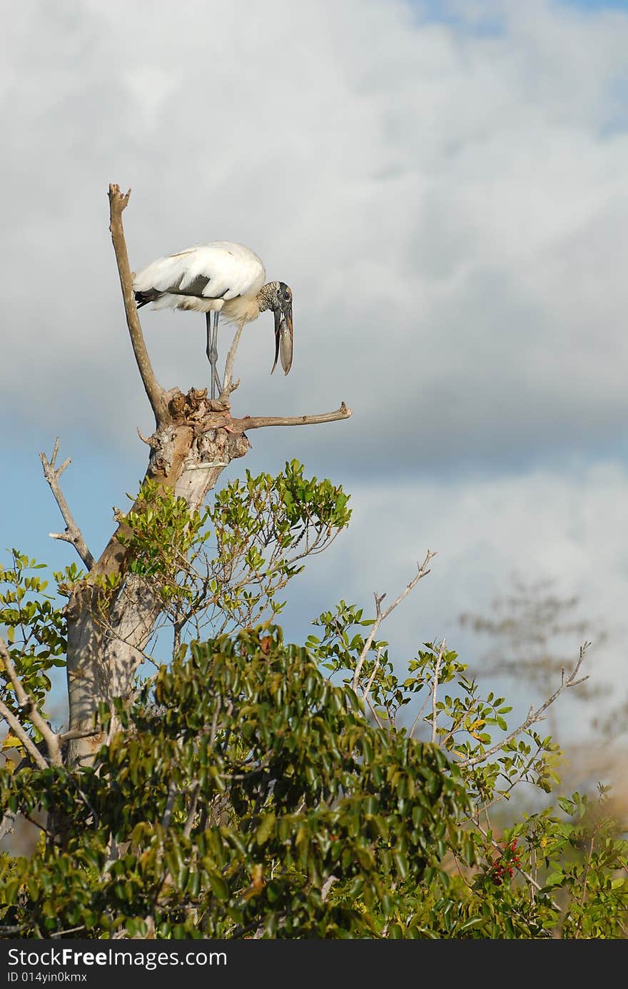 An endangered Florida wood stork lands in a tree to eat his fish.