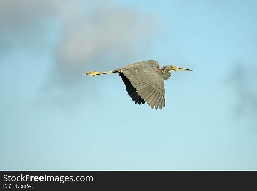 A tricolored heron flying across a blue sky with light clouds in the background. A tricolored heron flying across a blue sky with light clouds in the background.