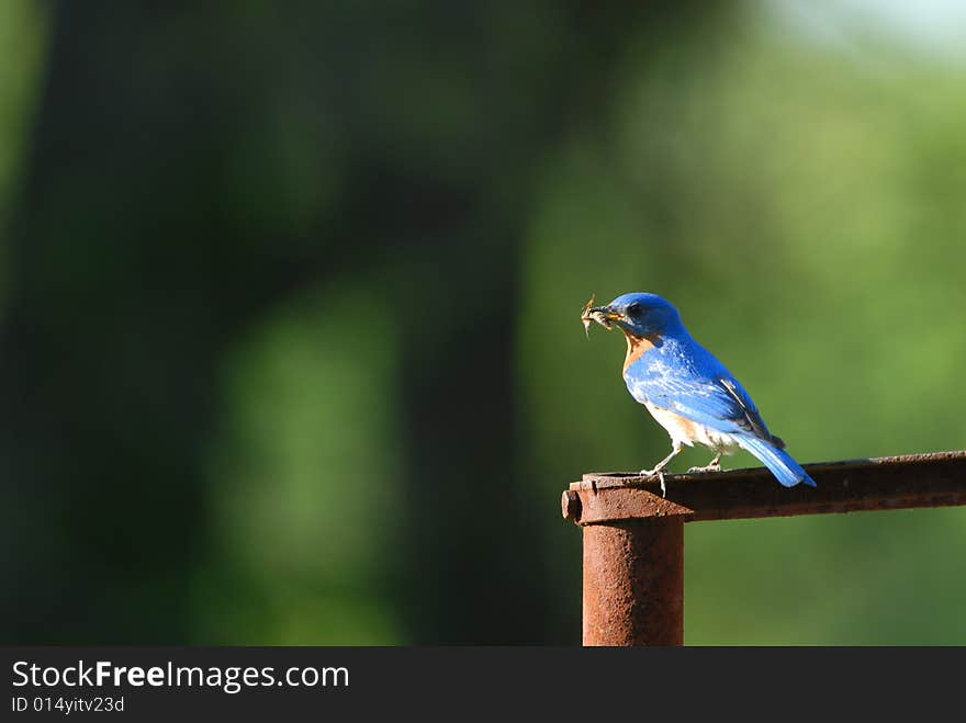 Eastern Bluebird