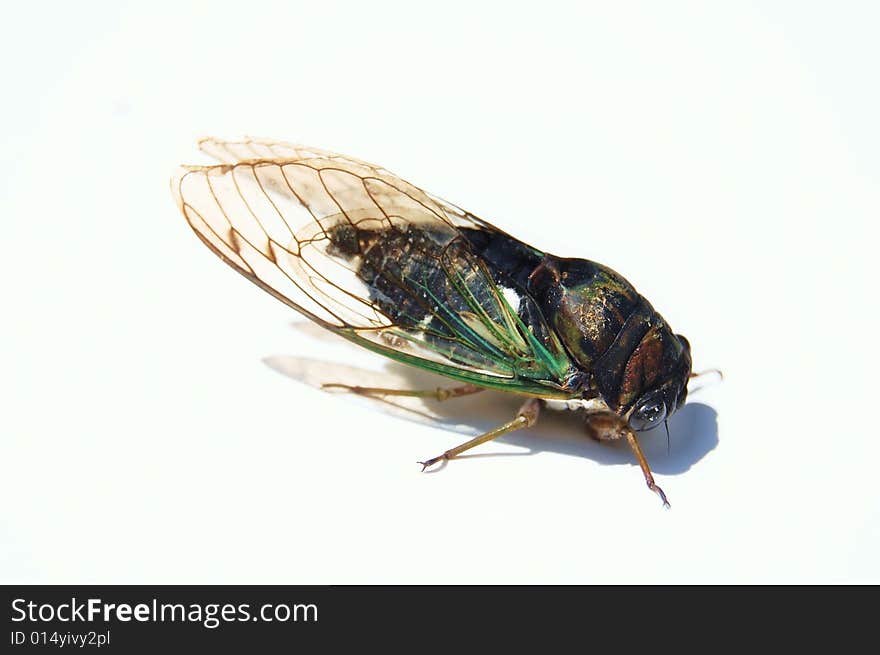 Ugly noisy bug called cicada on white background