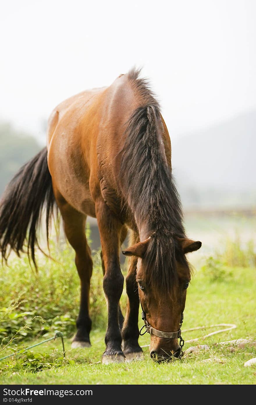 The horse in a meadow . it looks very beautiful