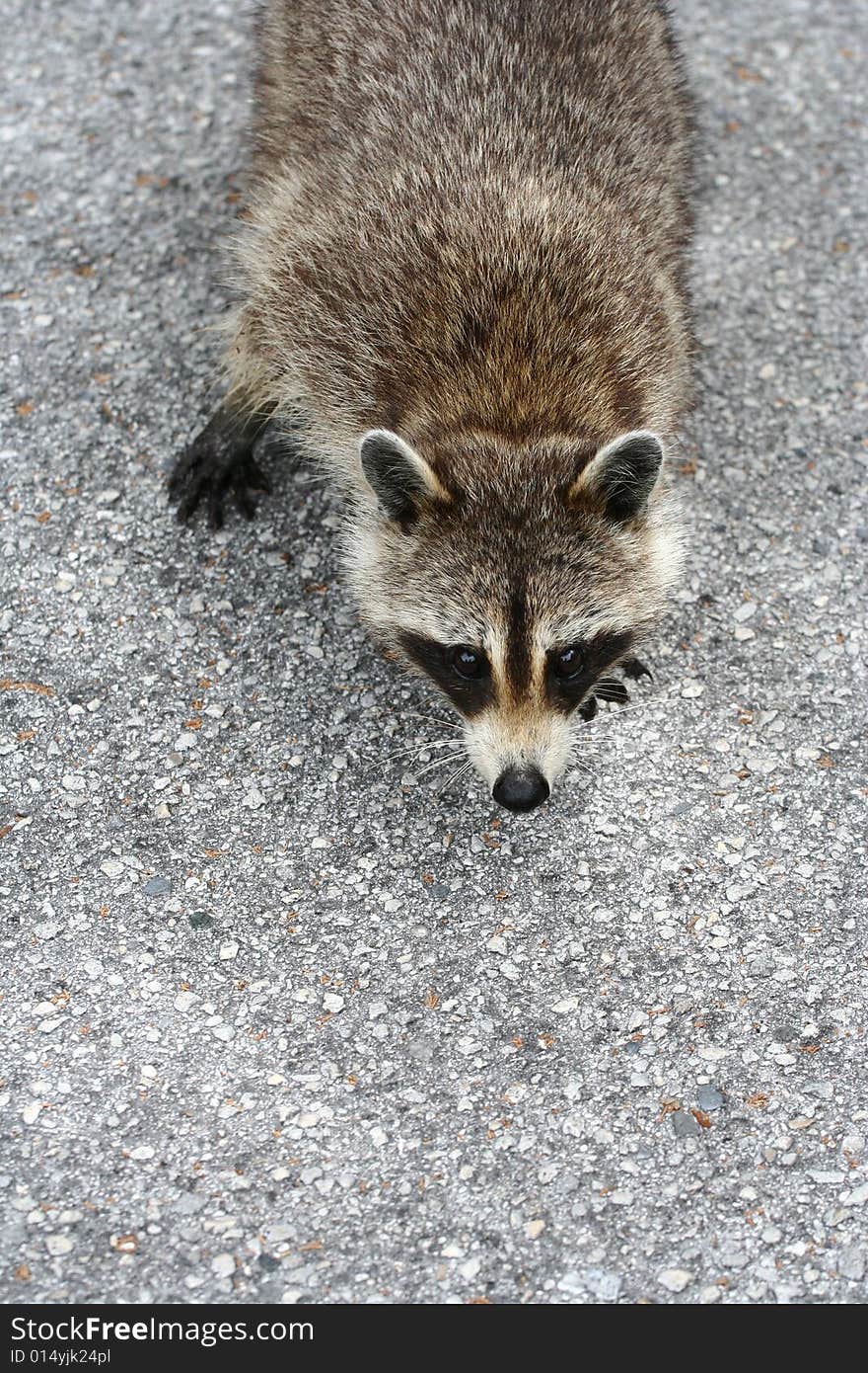 Taken at Fort DeSoto, Florida on the North Beach. Taken at Fort DeSoto, Florida on the North Beach.