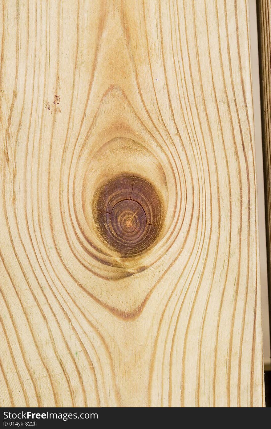 Cross-section of an ironwood. Cross-section of an ironwood.