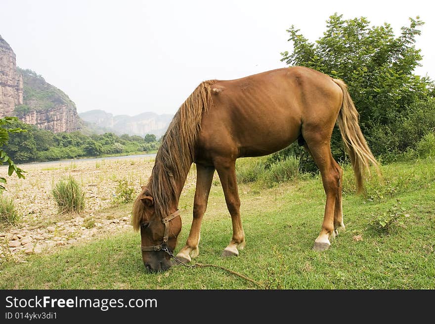 The horse in a meadow . it looks very beautiful