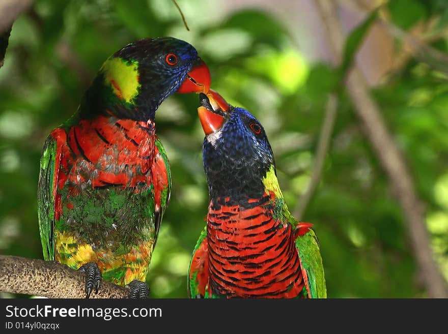 Kissing Rainbow Lorikeets