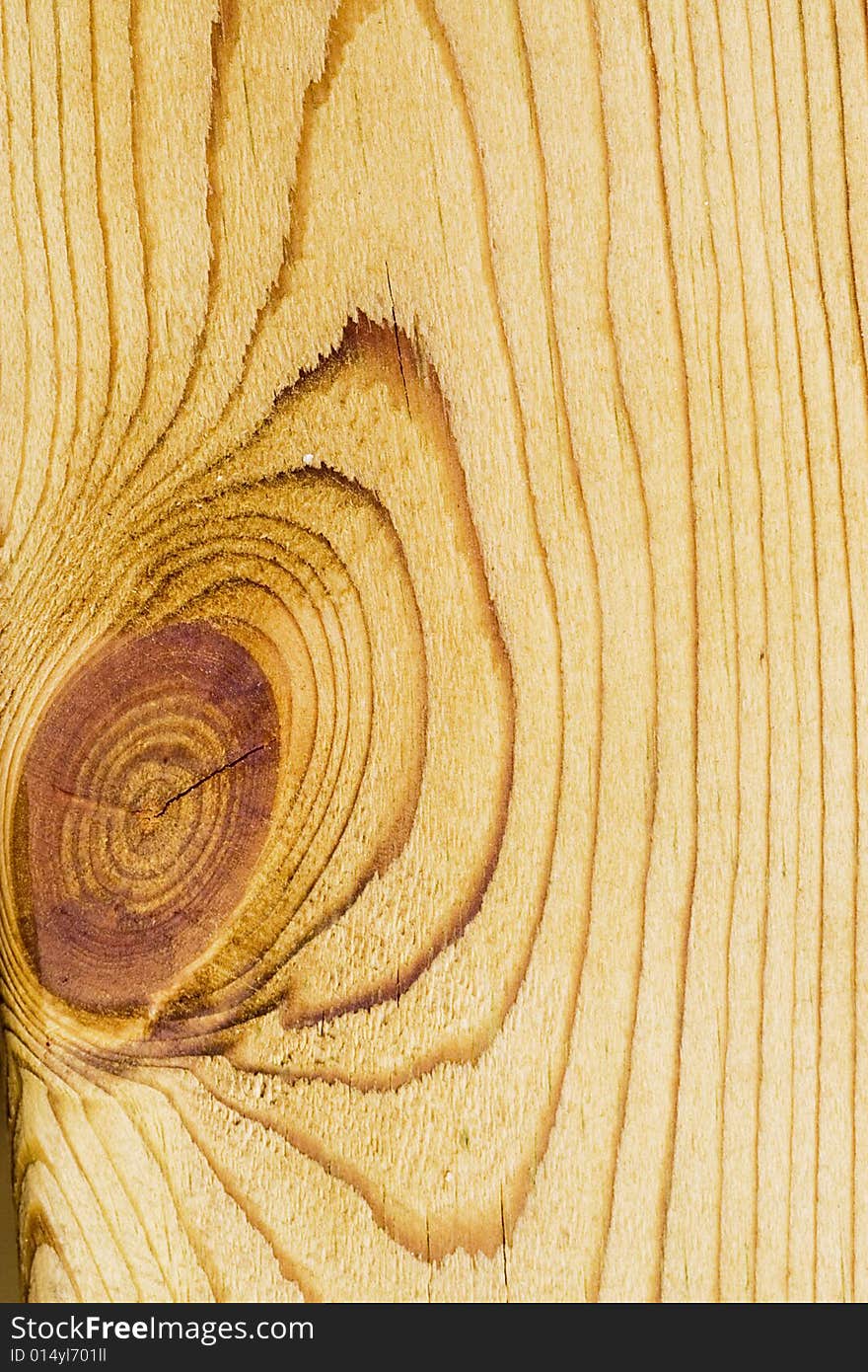 Cross-section of an ironwood. Cross-section of an ironwood.