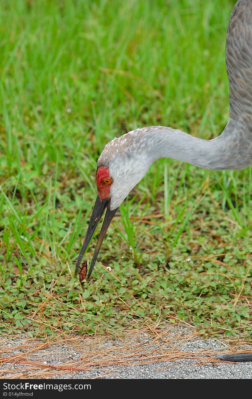 Sandhill crane eating a beetle for lunch.