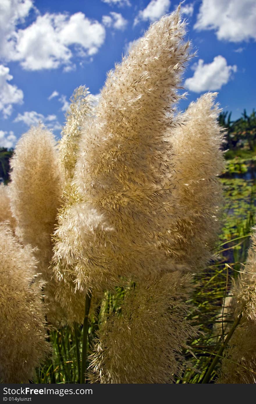 Papas grass blowing in the wind at Palma Sola Botanical Gardens in Bradenton, FL.