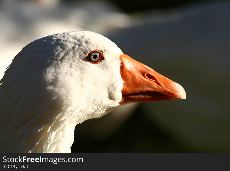 Snow Goose