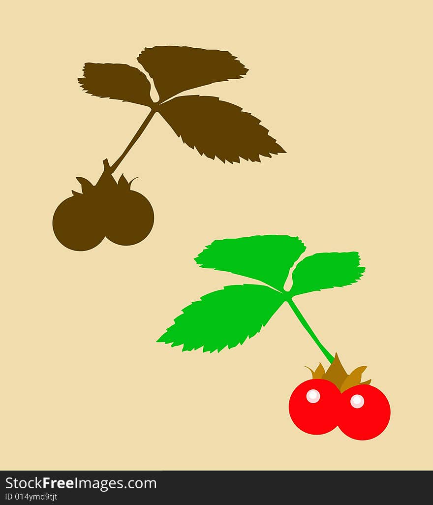 Drawing of the berry bramble