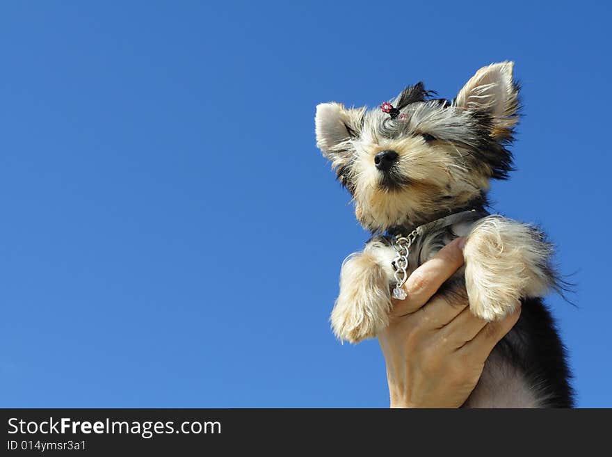 Puppy held up high