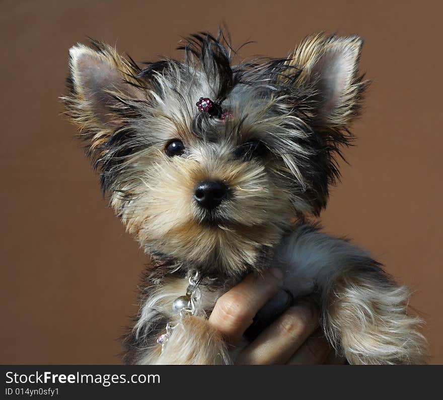 Puppy on a matte background