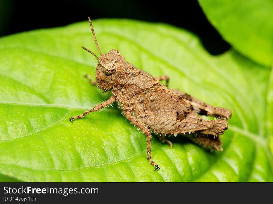 Macro of a young brown grasshopper sitting on leaf.