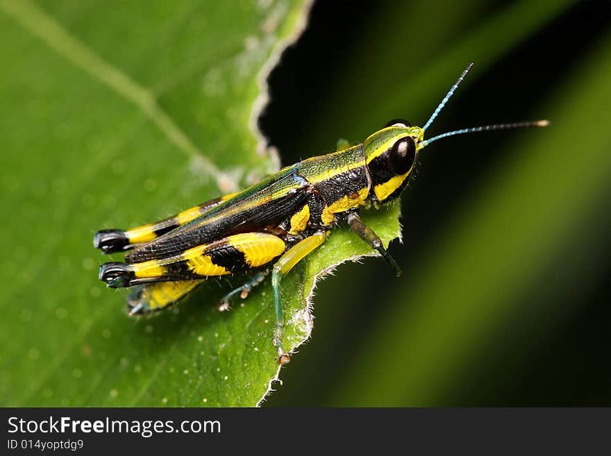 Macro of a colorful grasshopper sitting on leaf.