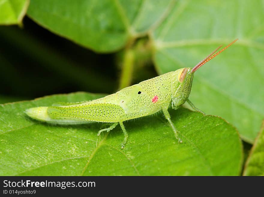 Macro of a green grasshopper sitting on leaf.