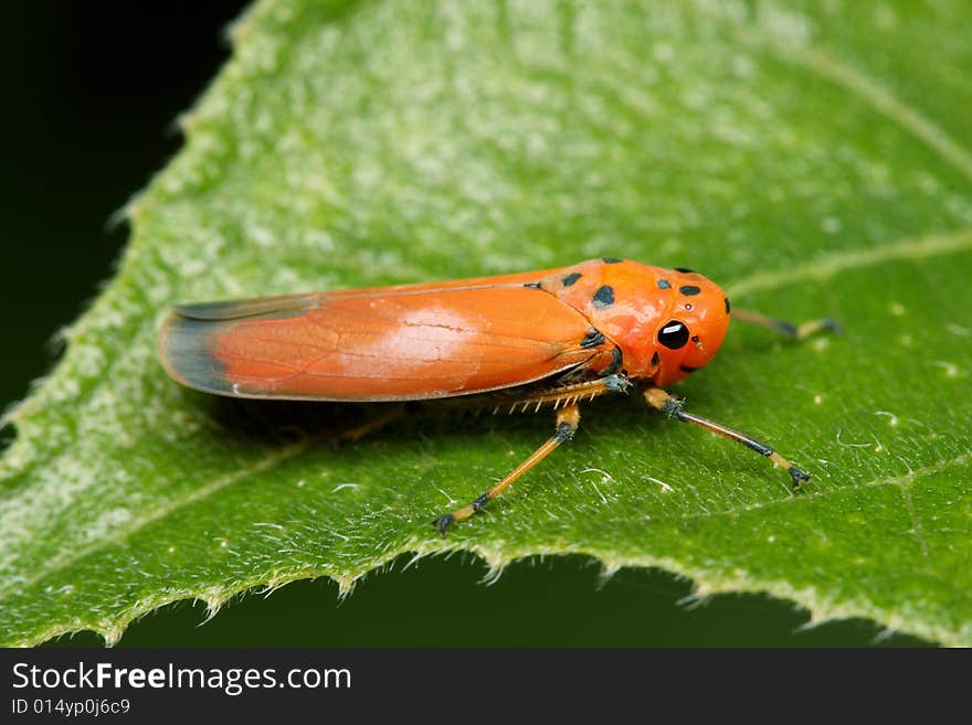 An orange hopper standing on green leaf.