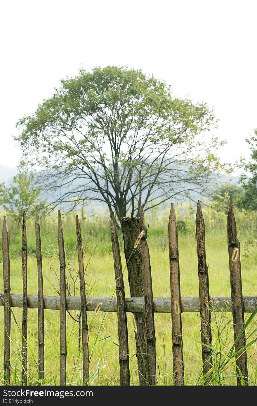 Tree with fencing