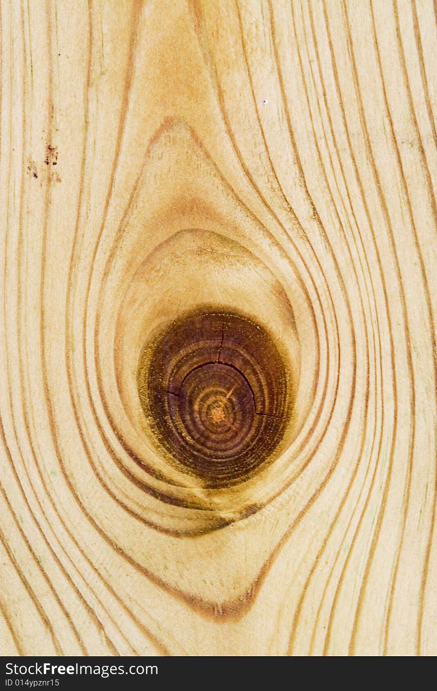 Cross-section of an ironwood. Cross-section of an ironwood.