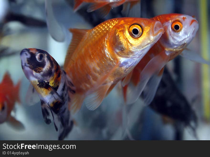 Gold fishes in aquarium. Gold fish concept