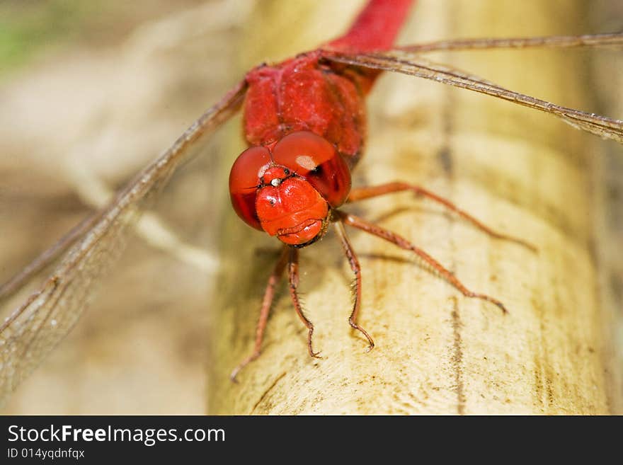 Dragonfly